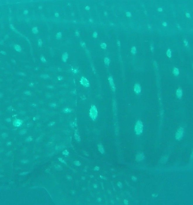 43af72df-209f-47aa-9e61-aa1a09a3b00b