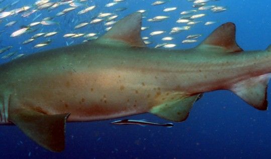 9cecc593-7517-4969-9dc5-1188f9b3405a