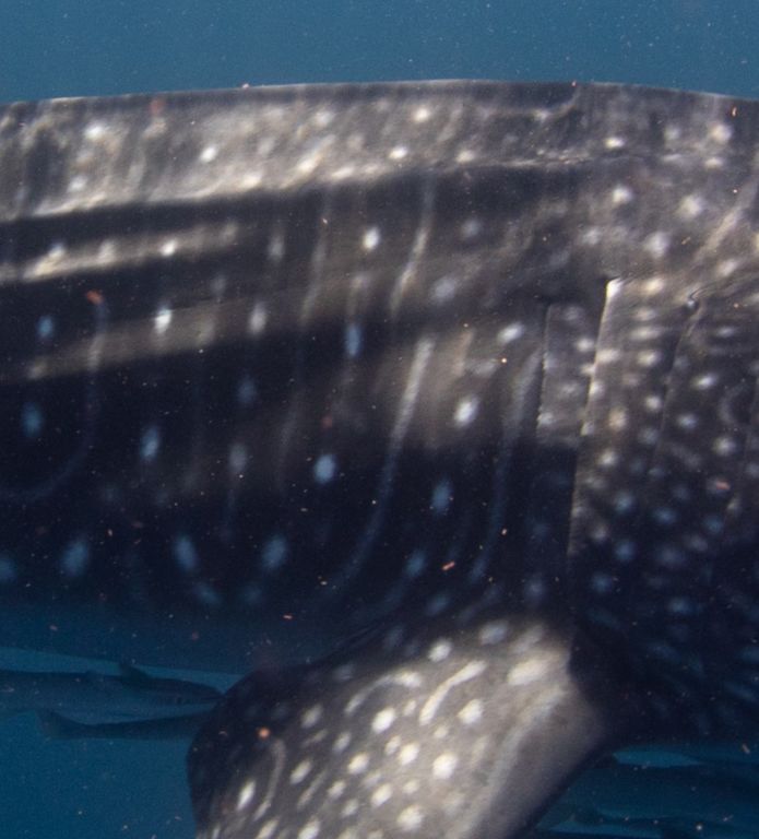 d3a4ba83-39b4-42fb-98e1-079316871e4f