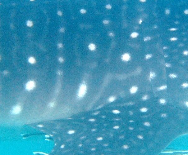 5ea84d8a-c475-43ea-a928-2713af60b950