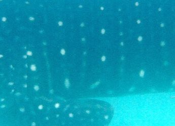 5ea84d8a-c475-43ea-a928-2713af60b950