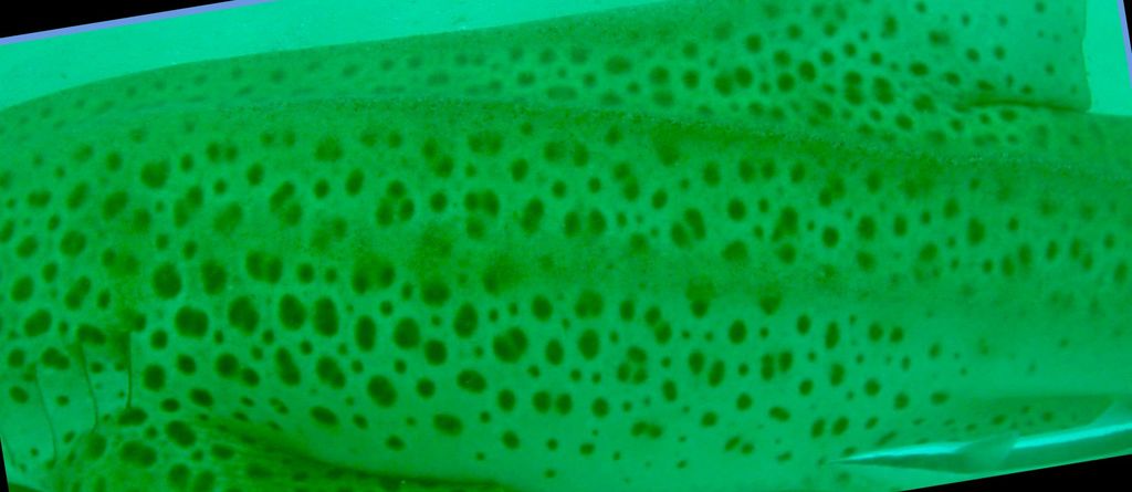 e2bc5fa2-eeff-4dd8-afa0-80347c4c4cc3