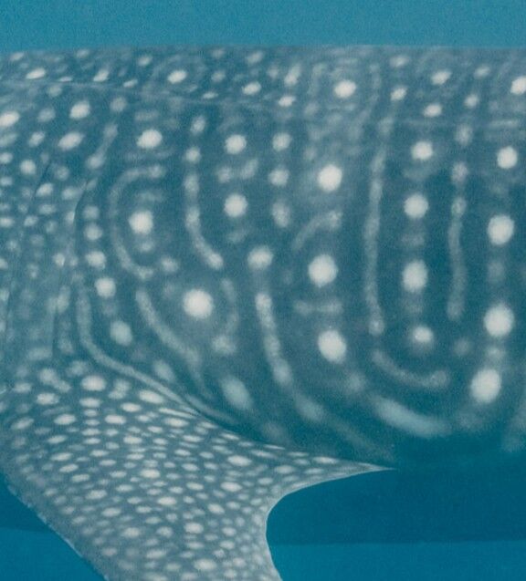 65ceffc8-56c1-44f6-b311-b111b98c336c