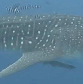 1e384185-1cb5-408c-a7db-ccb23ba46808