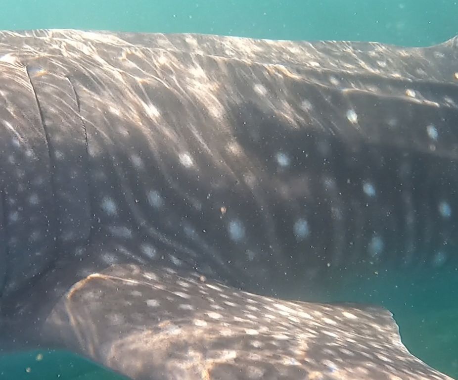 a4d53a79-ea8b-44e7-827a-e3ca38f7fbba