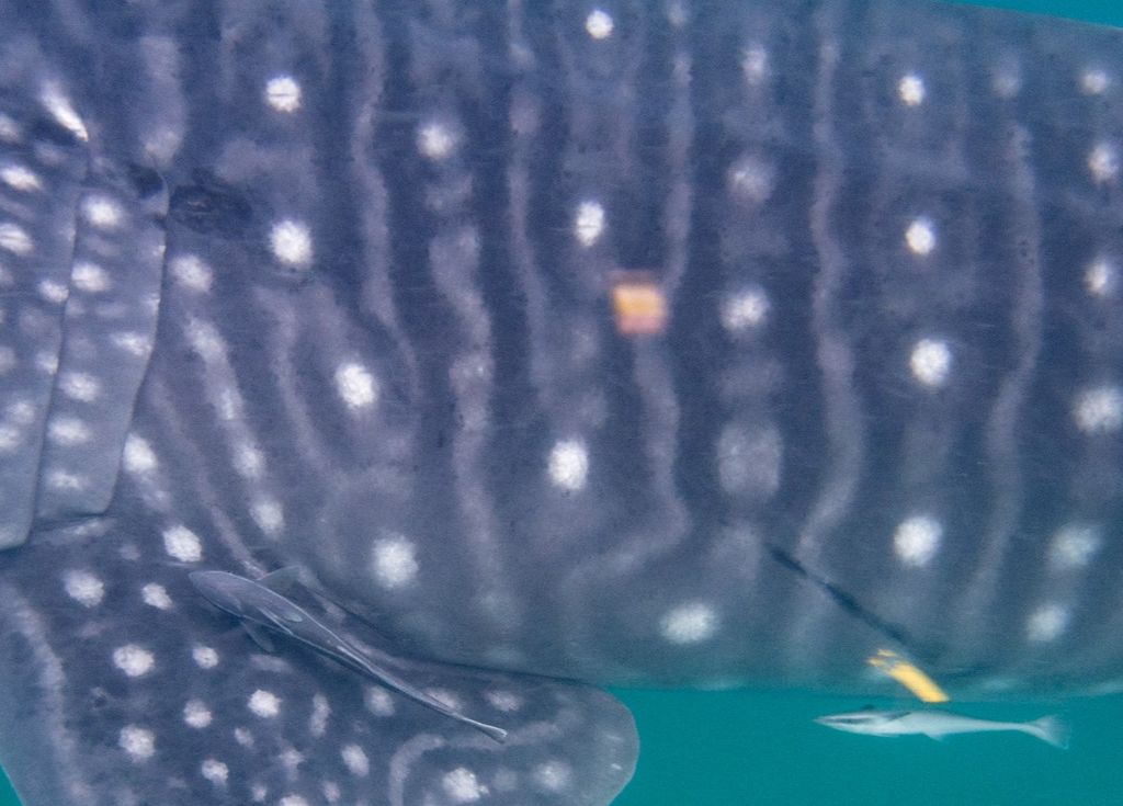 3a6738bc-7fee-48fd-8799-e085ab5bd830