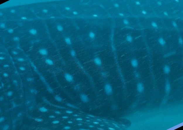 68efac38-0419-483b-9bbc-b5241aac8b4b