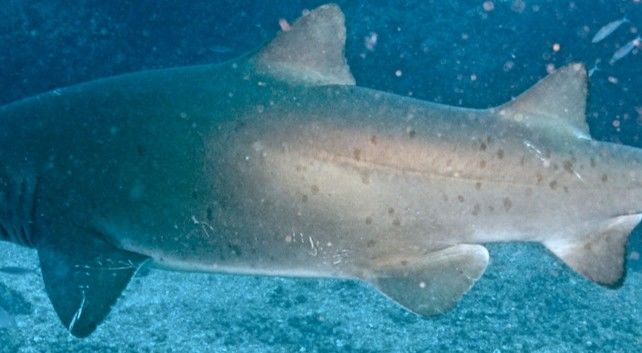 caffdff0-f529-4ec0-bbc4-301fa8a8c3eb