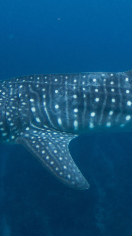 087852bd-69c8-4cb9-bfd0-ddb1a047c319