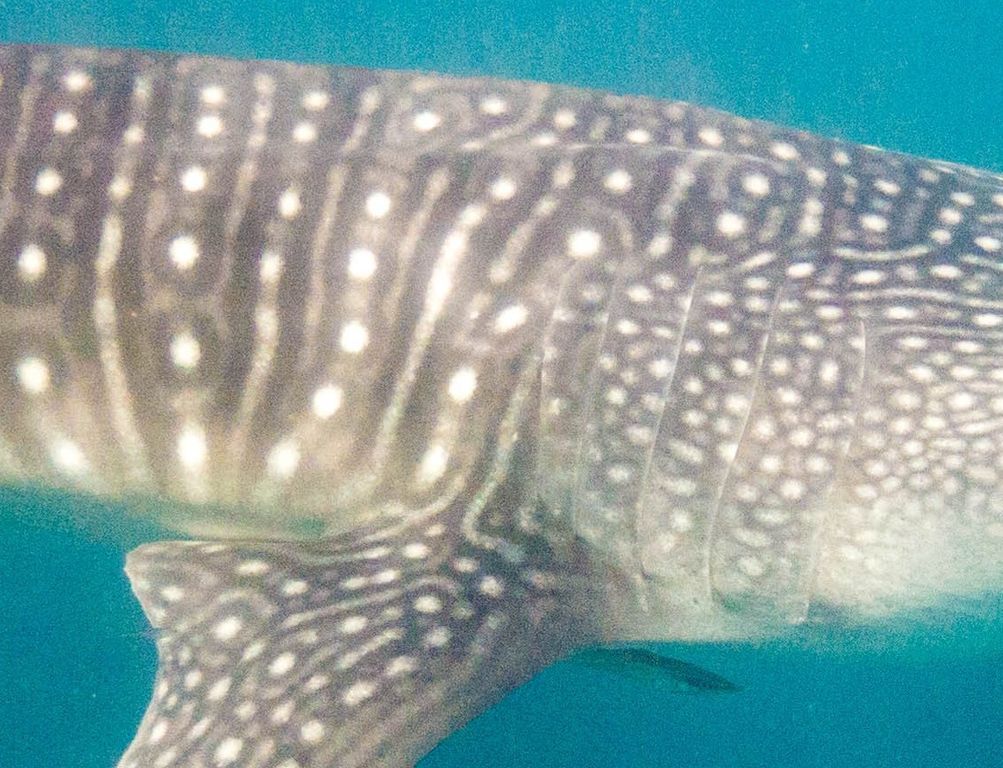 98d19033-11e2-4036-a7b4-3ff1c7a8466d