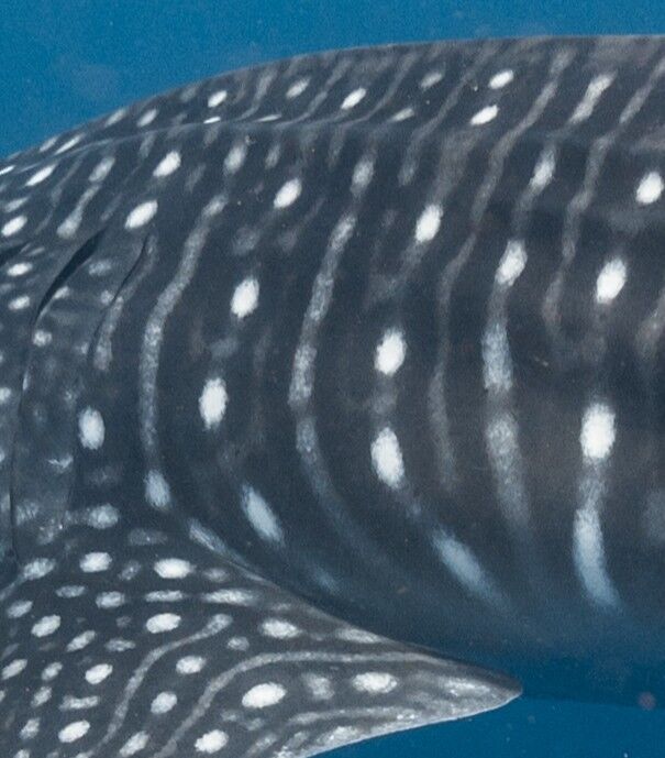 6ab13fc3-5521-498c-9d29-65ed174942e0