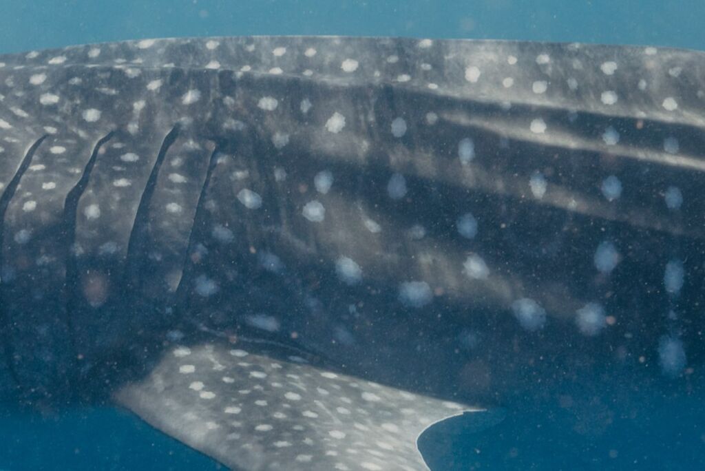 afd0b7b0-0ad0-4bc5-b29e-264295cfc973