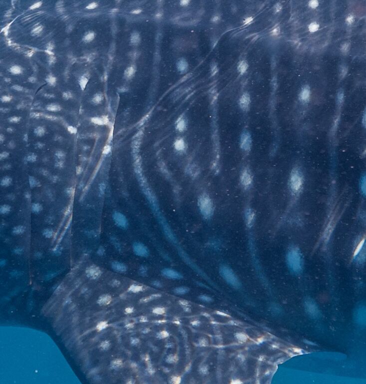 e247e651-b738-48ef-950b-e2f2a38fc862