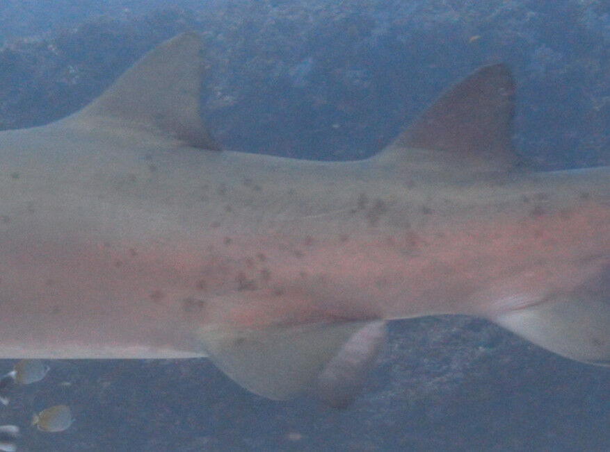 747dbaad-aea3-41c9-8510-97b3cc246897