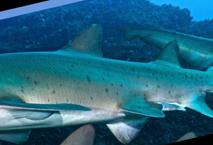 2262e357-43be-4ada-80a1-67455d38b13c