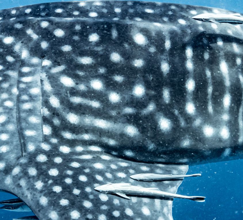 92beb91f-2539-454f-9b71-c65b6f16cc03