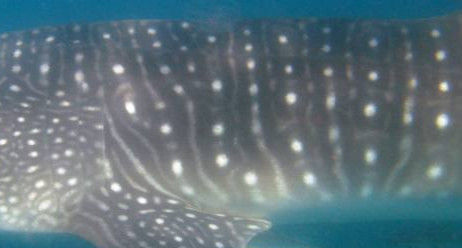 4379618c-a936-4a53-843e-90230e1d8752