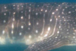 4379618c-a936-4a53-843e-90230e1d8752