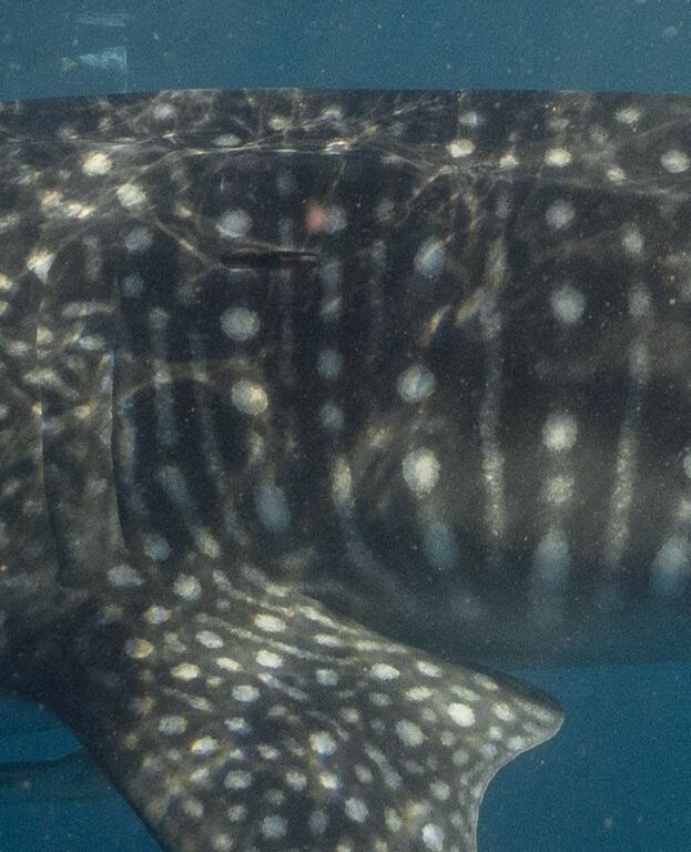 a24cf43e-2f27-43cc-a176-0101a4f54a0c