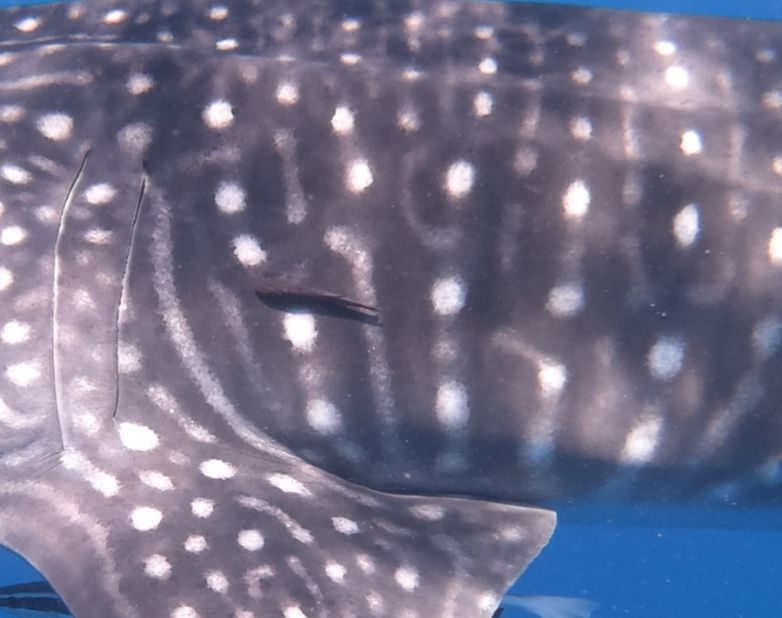 0e10628c-1a94-40f2-af32-748c8558522b