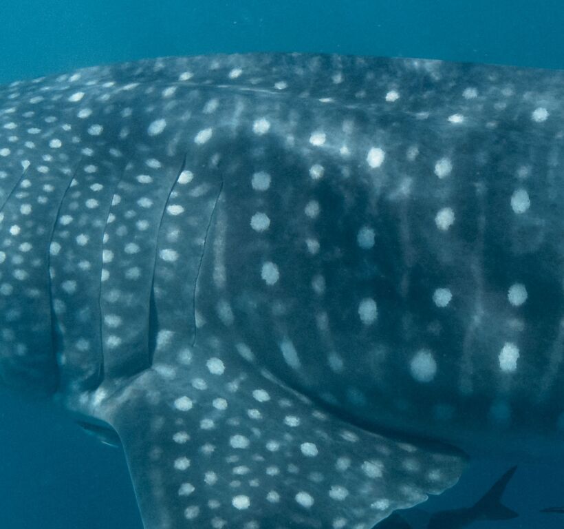 2cff0b47-20e3-4275-82fd-56dd2fee5efc