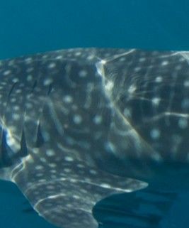 53431f87-b82a-4bd3-8d95-bca1daf21245