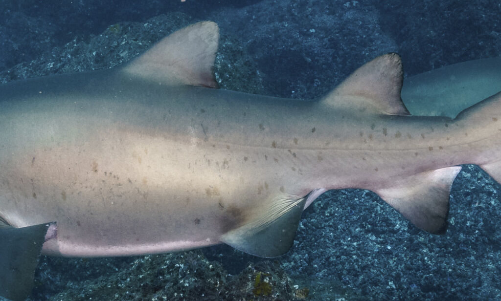 fec13b57-cc00-4320-91aa-31dc8759de37