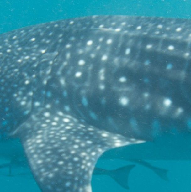 1a4e50ca-2fcc-4875-9451-b6e63a9f6909