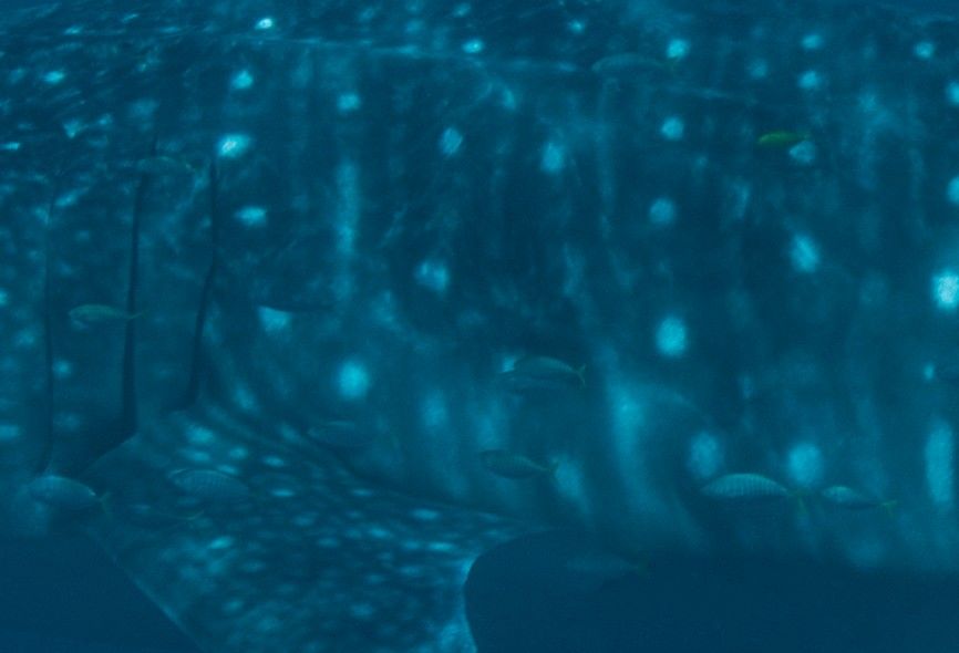 1199b6c8-f0ee-4aae-ae31-13c7b8bdb709