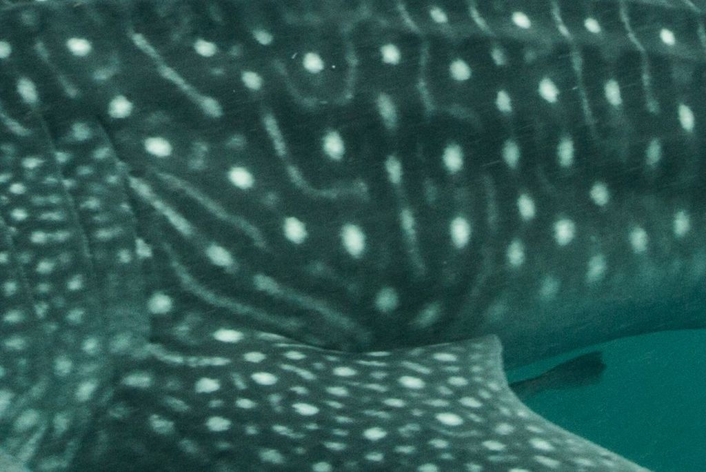 32dcbaff-dd65-4c1b-8595-81476870558e