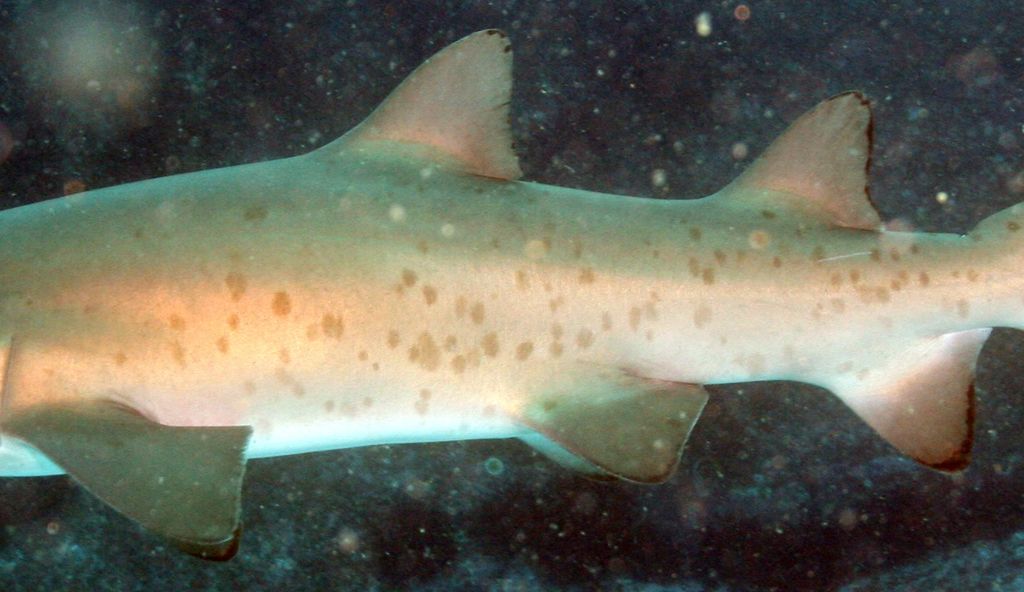 068458e0-6112-4382-a925-08f4214352b9