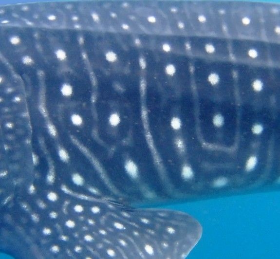 76116003-68e0-4b92-91cd-83c61471cb25