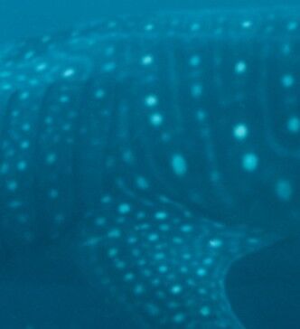 2f961931-6386-41e1-bfa0-936dbd4a30db