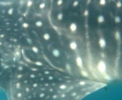 6e93a246-4570-4d8a-9eac-c53b01c33512