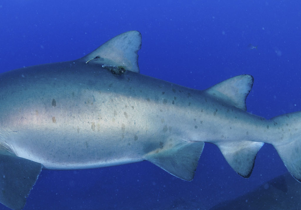 7b1c31bc-1947-495c-a029-74f0a69da0ef