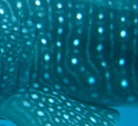 edd9f3fc-d057-44ad-97c1-8d492957c390