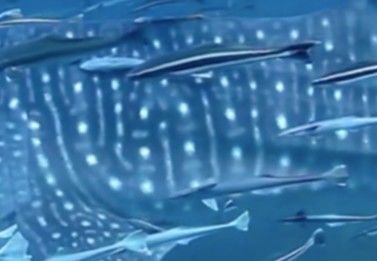 cda23e1e-cfed-4a78-a106-ad94bde7fd54