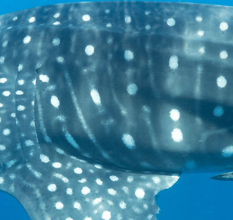 b30e2675-b91c-4ebf-a2da-928ba4c60ad4