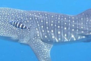 fc98175a-1ed2-44f5-b2b1-175d71186fce