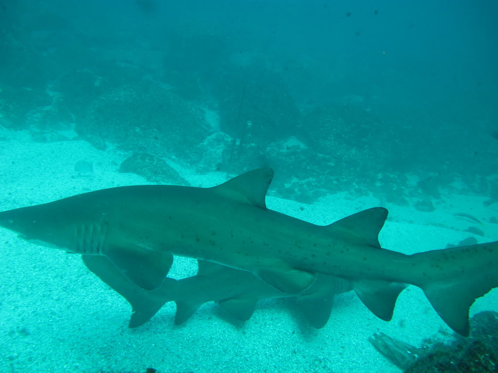 fc613bef-6072-4ff7-a921-c5a4d319a533