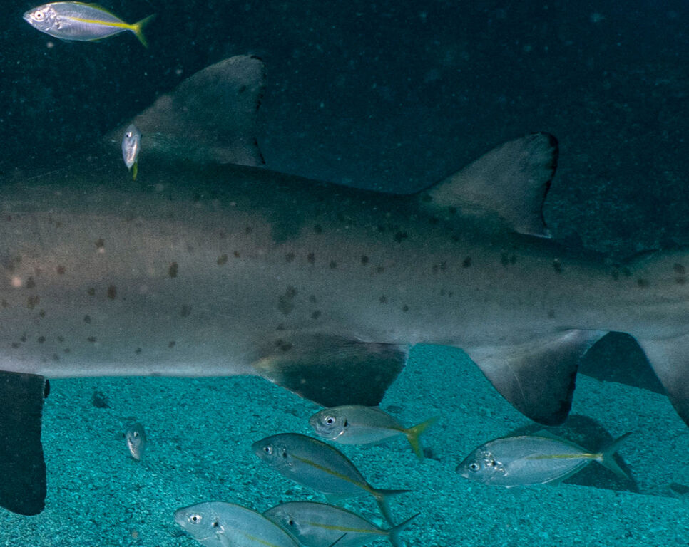 3bfa8a82-e61c-4931-9151-44c8d80ca3f6