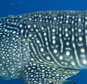 ddc76a90-e50d-48ba-869b-b72c2b22847c