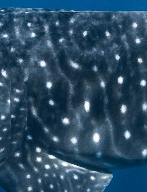 6ae03a9d-d5d1-4cfd-9db0-0521229a4b3e