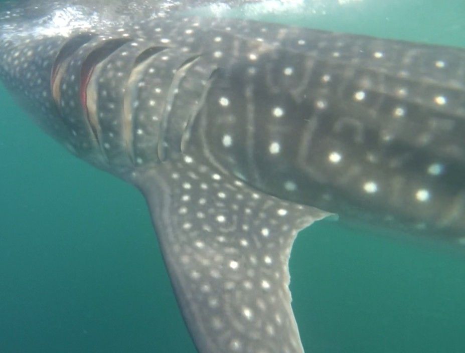 64cd1ad5-4215-4f50-b611-4e88017c460a