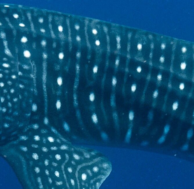 65e35faf-dd71-42e3-ac74-92f435d7143a