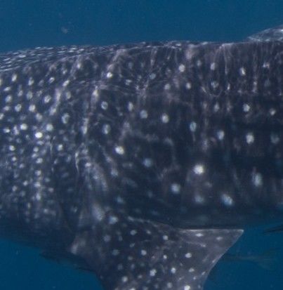 7a3aa9ee-2195-4ac6-82f7-86563795be79