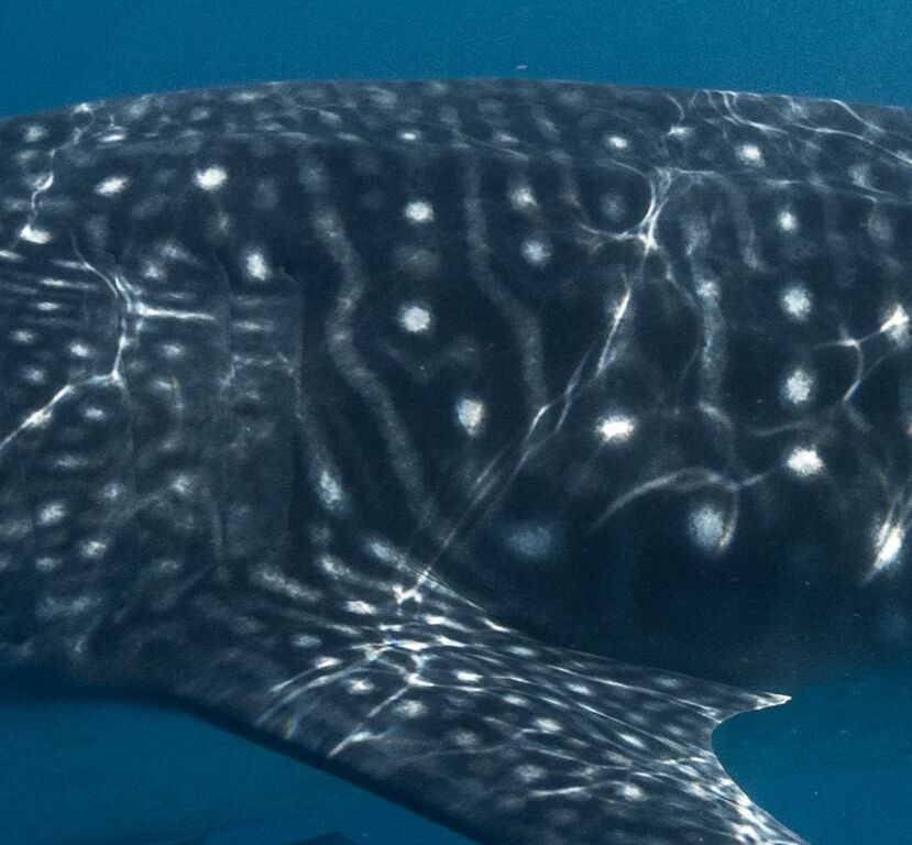 27a846f0-d4d9-4f7f-be51-7b3e8be7f054