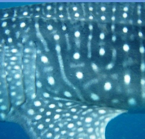 04bd79e7-c45b-4abf-a036-8a90c0d50c5d