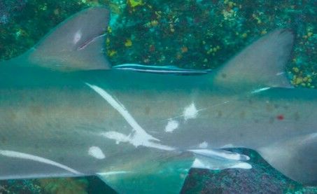 55f246cf-de88-4db7-855f-9734195ef49c