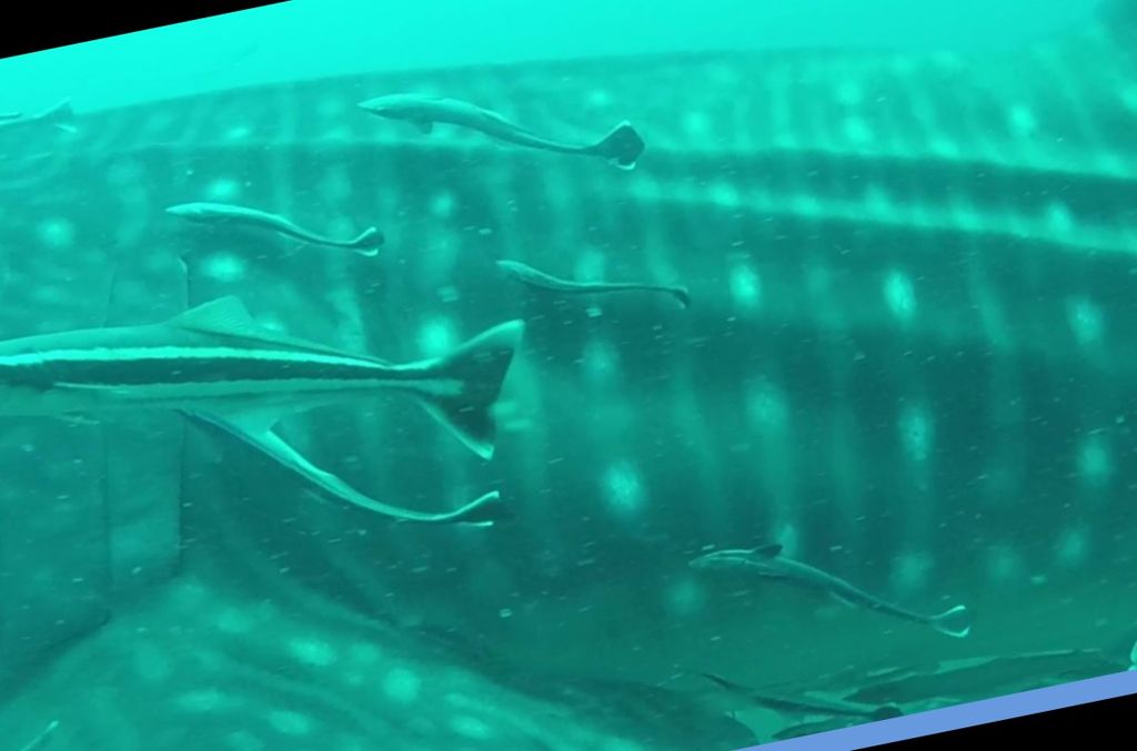 9f35239e-ce8f-4af8-9436-221ca73f00aa